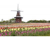 Gėlių paradas Olandijoje|6d.